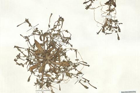 Silene ibosii Emberger & Maire -  RO-HSepv 17890 photo