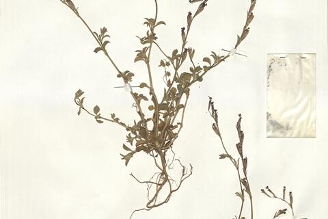 Silene imbricata Desf.  -  RO-HSepv 15984 - immagine 2