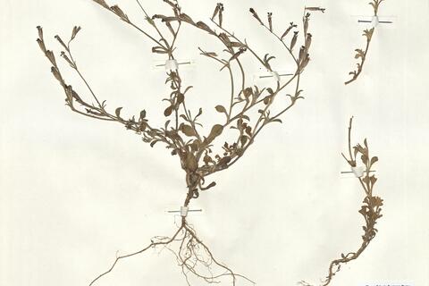 Silene imbricata Desf.  -  RO-HSepv 15984 photo