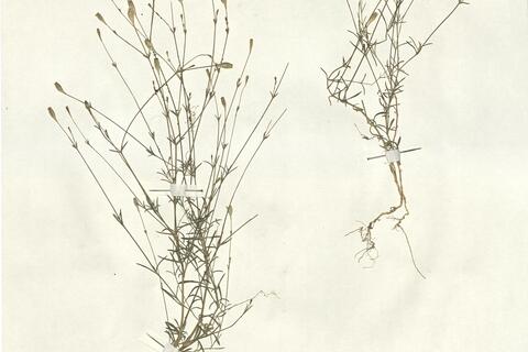 Silene inaperta L.  -  RO-HSepv 13029 photo