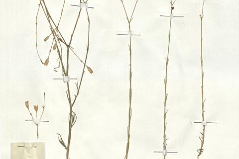 Silene inaperta L.  -  RO-HSepv 17891 photo