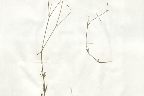 Silene inaperta L. subsp. inaperta -  RO-HSepv 18945 - immagine 2