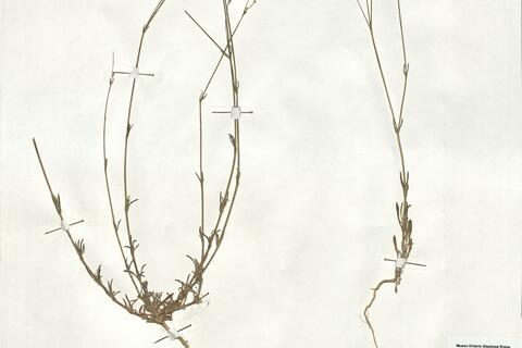 Silene inaperta L. subsp. inaperta -  RO-HSepv 18945 photo