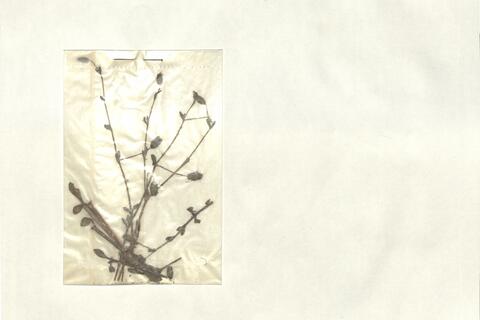 Silene insularis Barbey -  RO-HSepv 13030 - immagine 2