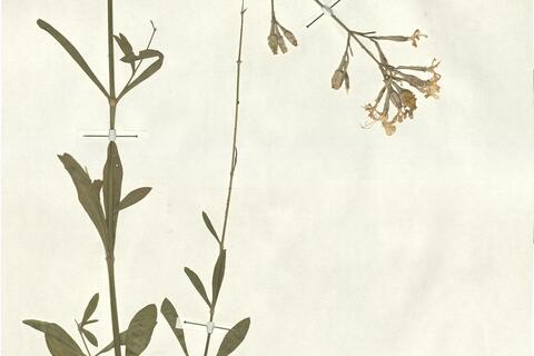 Silene italica (L.) Pers. subsp. italica -  RO-HSepv 13031 photo