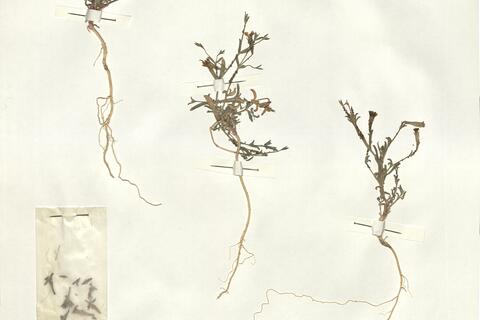 Silene kotschyi Boiss. var. maritima Boiss.  -  RO-HSepv 14017 photo