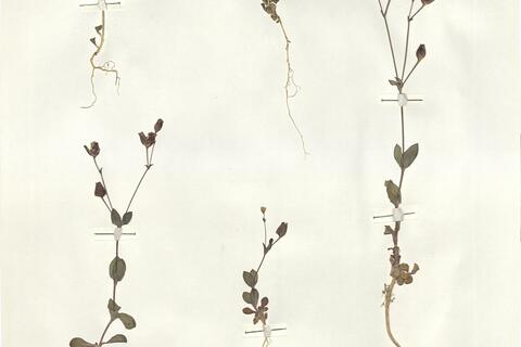 Silene laevigata Sm. -  RO-HSepv 15985 photo