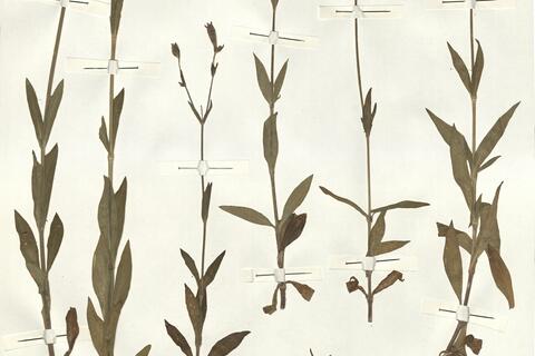 Silene latifolia Poir. subsp. alba (Mill.) Greuter & Burdet -  RO-HSepv 14990 photo