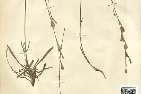 Silene legionensis Lag.  -  RO-HSepv 11206 photo