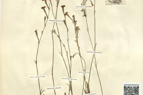 Silene legionensis Lag.  -  RO-HSepv 12134 photo