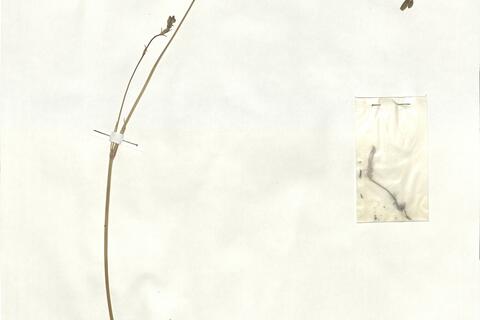 Silene legionensis Lag.  -  RO-HSepv 17893 - immagine 2