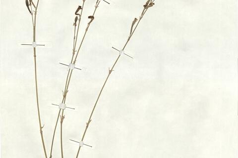 Silene legionensis Lag.  -  RO-HSepv 17893 photo