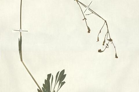 Silene nemoralis Waldst. & Kit.  -  RO-HSepv 13032 - immagine 2