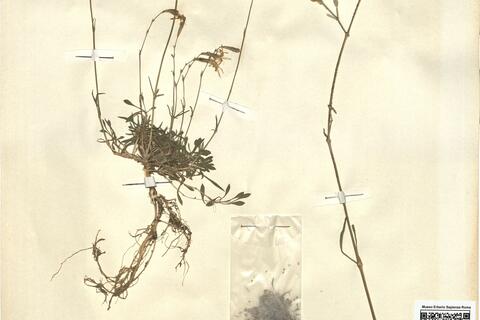 Silene nutans L.  -  RO-HSepv 12136 photo