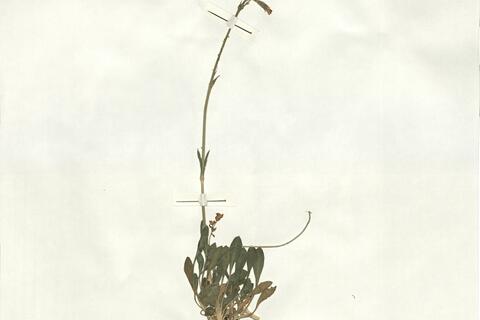 Silene nutans L.  -  RO-HSepv 16885 - immagine 2