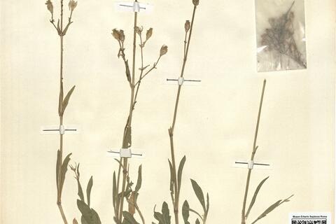 Silene nutans L. subsp. nutans -  RO-HSepv 12135 photo