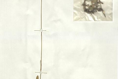 Silene otites (L.) Wib. -  RO-HSepv 16886 - immagine 2