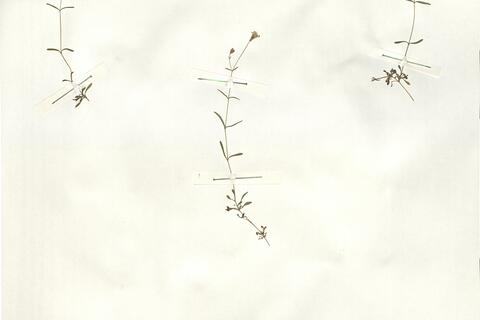 Silene pusilla Waldst. & Kit. -  RO-HSepv 14994 photo