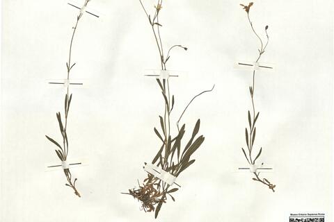 Silene quadrifida (L.) L.  -  RO-HSepv 16889 photo