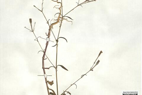 Silene reticulata Desf. -  RO-HSepv 16890 photo