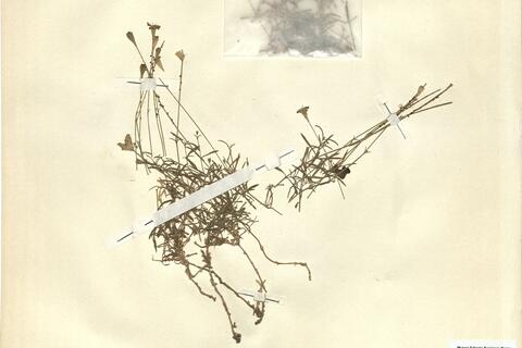 Silene saxifraga L. -  RO-HSepv 11208 photo