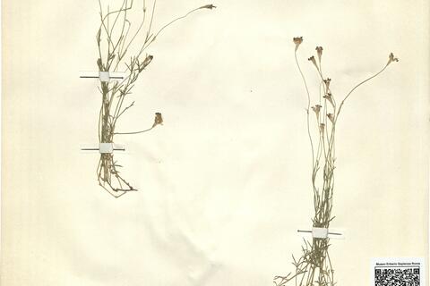 Silene saxifraga L. -  RO-HSepv 12137 photo