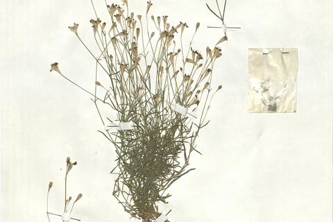 Silene saxifraga L. -  RO-HSepv 17895 photo