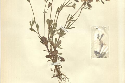 Silene scabriflora Brot. -  RO-HSepv 11209 photo
