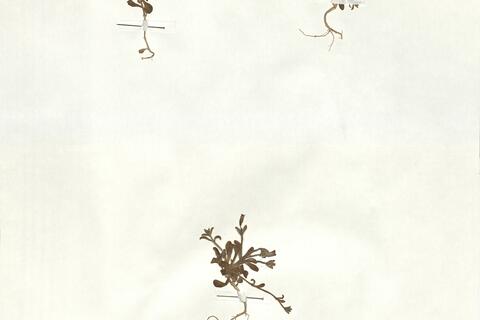 Silene sedoides Poir. subsp. sedoides -  RO-HSepv 17896 photo