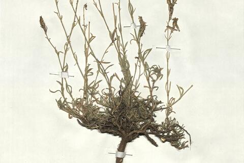 Silene supina Bieb. -  RO-HSepv 17897 - immagine 2