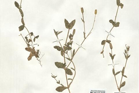 Silene virescens Coss. -  RO-HSepv 18949 photo