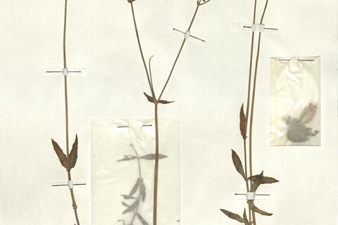 Silene vulgaris (Moench) Garcke -  RO-HSepv 13041 photo