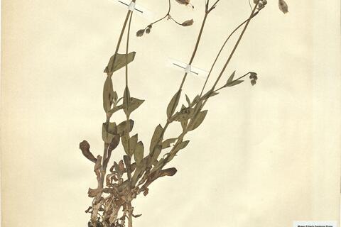 Silene vulgaris (Moench) Garcke subsp. commutata (Guss.) Hayek -  RO-HSepv 11213 photo