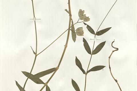 Silene vulgaris (Moench) Garcke subsp. vulgaris -  RO-HSepv 15988 - immagine 2