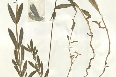 Silene vulgaris (Moench) Garcke subsp. vulgaris -  RO-HSepv 15988 photo