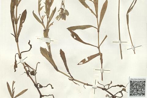 Silene vulgaris (Moench) Garcke var. littoralis (Rupr.) Jalas -  RO-HSepv 14998 - immagine 2