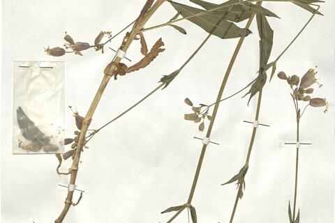 Silene vulgaris (Moench) Garcke var. vulgaris -  RO-HSepv 18950 photo