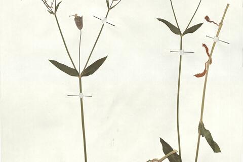 Silene vulgaris (Moench) Garke subsp. antelopum (Vest) Hayek -  RO-HSepv 17898 photo