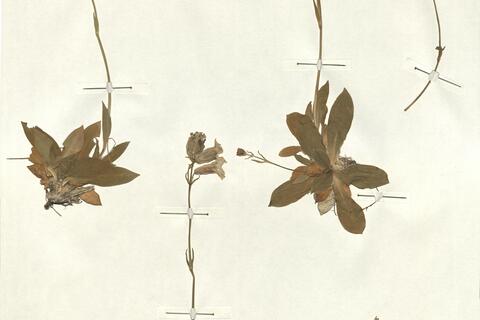 Silene zawadzkii Herbich -  RO-HSepv 13042 photo