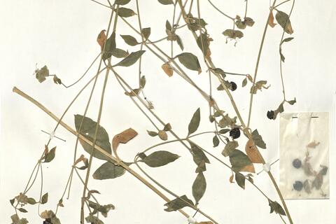 Cucubalus baccifer L. -  RO-HSepv 15957 photo