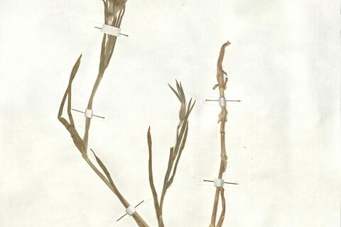 Agrostemma githago L. -  RO-HSepv 16847 photo