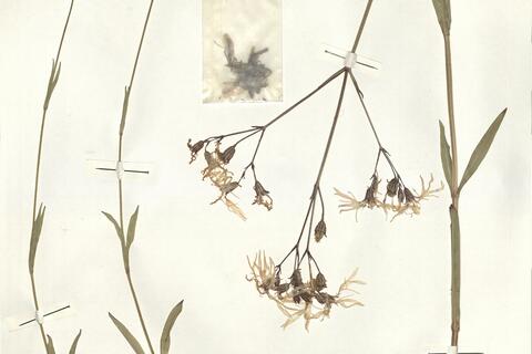 Lychnis flos-cuculi L. subsp. flos-cuculi -  RO-HSepv 14975 photo