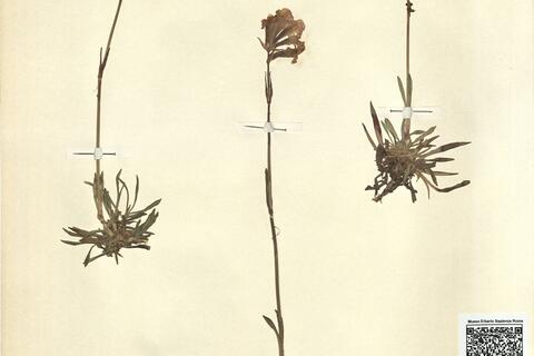Lychnis viscaria L. subsp. atropurpurea (Griseb.) Chater -  RO-HSepv 11182 photo