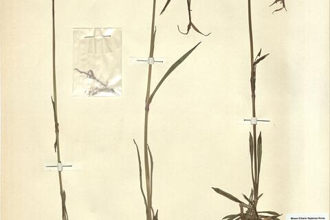 Lychnis viscaria L. subsp. viscaria -  RO-HSepv 11183 photo