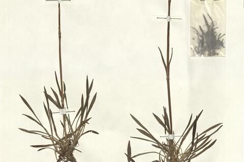 Lychnis viscaria L. subsp. viscaria -  RO-HSepv 13009 photo
