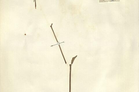 Melandrium x dubium Hampe  -  RO-HSepv 12115 - immagine 2