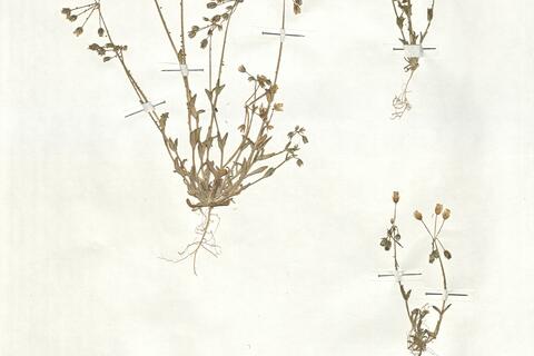 Holosteum umbellatum L. subsp. umbellatum -  RO-HSepv 18929 photo