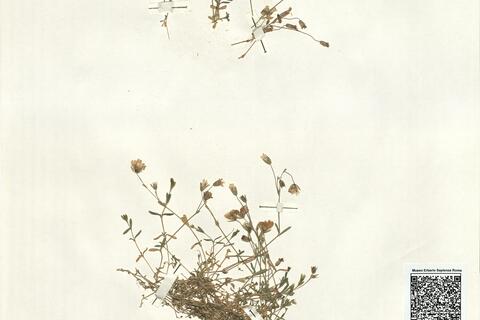 Cerastium alpinum L. subsp. glabratum (Hartm.) Á. & D. Löve  -  RO-HSepv 15953 photo