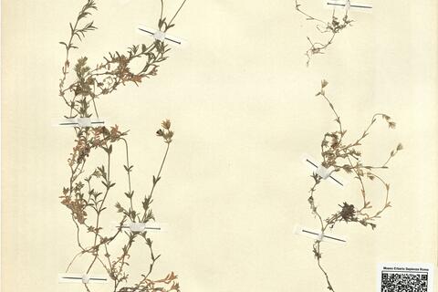 Cerastium arvense L. cf. subsp. strictum (Koch) Schinz & R. Kell. -  RO-HSepv 12990 photo