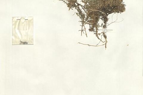 Cerastium arvense L. cf. subsp. suffruticosum (L.) Nyman -  RO-HSepv 13978 photo